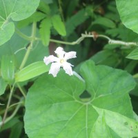 Lagenaria siceraria (Molina) Standl.